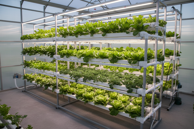 Banner image for: <h2>Hydroponics</h2>