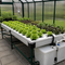 Hydroponics